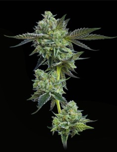 Blue Zushi (Mavericks Genetics) 🏆 Award-Winning Lineage