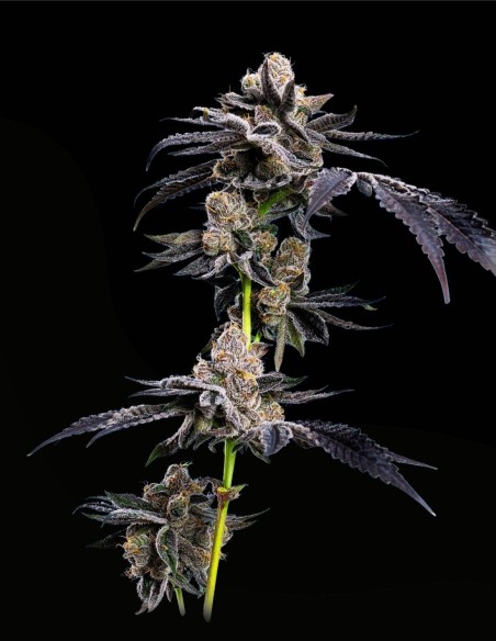 Motor Breath (Mavericks Genetics) Leggenda del Gas Dolce ⛽