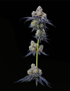 Gelato 33 (Mavericks Genetics) 🧁 Premium Vanilla Power