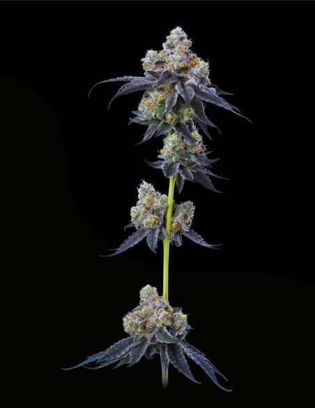 Gelato 33 (Mavericks Genetics) 🧁 Premium Vanilla Power