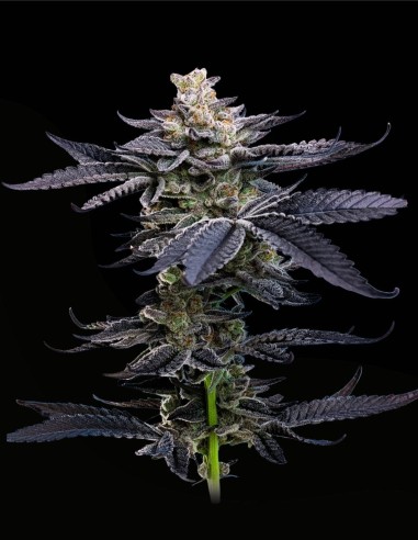 Gary Payton (Mavericks Genetics) 🔥 Potenza THC estrema