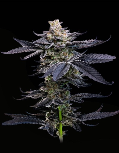 Gary Payton (Mavericks Genetics) 🔥 Potenza THC estrema