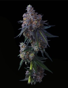 Apples n Bananas (Mavericks Genetics) 🍎 Aroma Fruttato