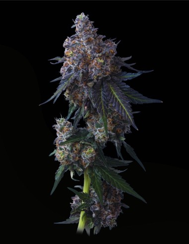 Apples n Bananas (Mavericks Genetics) 🍎 Arôme Fruité