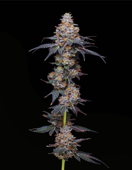 Zerealz (Mavericks Genetics)🌾 Colpo Aromatico Agro
