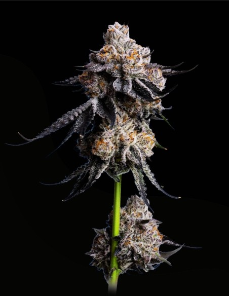 Gorilla Glue #4 (Mavericks Genetics) 🦍 Aroma Pino-Ciliegia