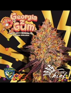 GeorgiaZGum (T.H.Seeds) 🍬 Limited Edition Strain