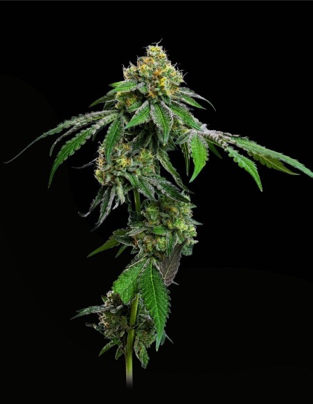 RS11 (Mavericks Genetics) 🔥 Award-Winning Aroma & Power