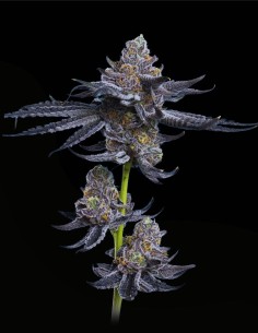 Platinum OG (Mavericks Genetics) 🟣 Elite & Purple Appeal