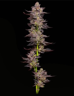 Oreoz (Mavericks Genetics) 🍪 Potent Indica Appeal