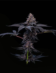 Peanut Butter Breath (Mavericks Genetics) 🥜 Creamy Aroma