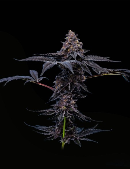 Peanut Butter Breath (Mavericks Genetics) 🥜 Creamy Aroma