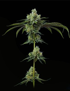 Do-Si-Dos (Mavericks Genetics) 🏆 Award-Winning Genetics
