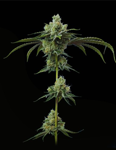 Do-Si-Dos (Mavericks Genetics) 🏆 Award-Winning Genetics