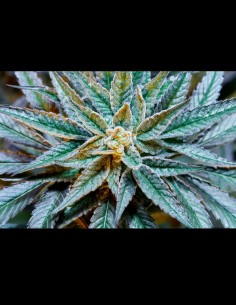 Gush Mints S1 (Purple City Genetics) Feminized Seeds