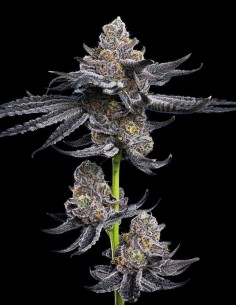 LFG Strain (Barney's Farm Seeds) 🍋 Creamy & Powerful