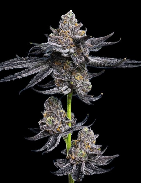 LFG Strain (Barney's Farm Seeds) 🍋 Creamy & Powerful