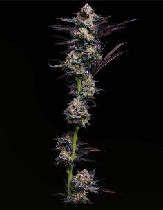 Girl Scout Cookies (Mavericks Genetics) 💜 Beauté Pourpre