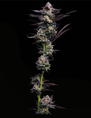 Girl Scout Cookies (Mavericks Genetics) 💜 Beauté Pourpre