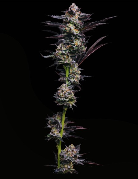 Girl Scout Cookies (Mavericks Genetics) 💜 Beauté Pourpre
