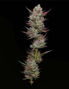 Tropicana Cherry (Mavericks Genetics) 🍒 Terpènes de cerise