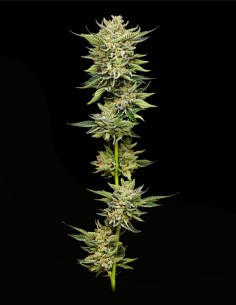 Marathon OG (Mavericks Genetics) 🍋 Saveur et Puissance !