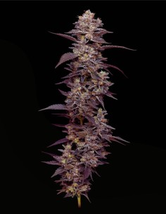 Munyunz(Mavericks Genetics)💥Variété Saveur & Haut Rendement