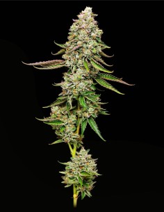 True OG (Mavericks Genetics)🌲Puissance Agrumes-Pin