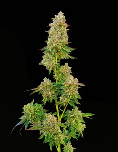 Boston Cream Pie (Mavericks Genetics) 🍰 Puissance crémeuse