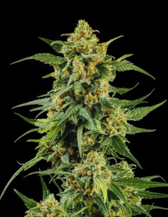 Skunk #1 (Barney's Farm) 🦨 Varietà leggendaria iconica 2
