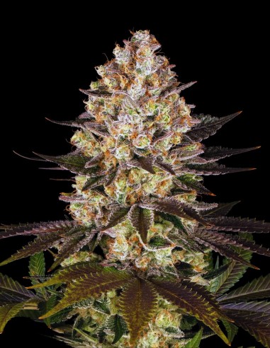 Hindu Kush (Barney's Farm) 🌲 Zeitlose Landrassen-Sorte