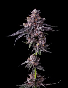 Zillions Strain (Barney's Farm) 🍬 Sapore caramella, 32% THC 2