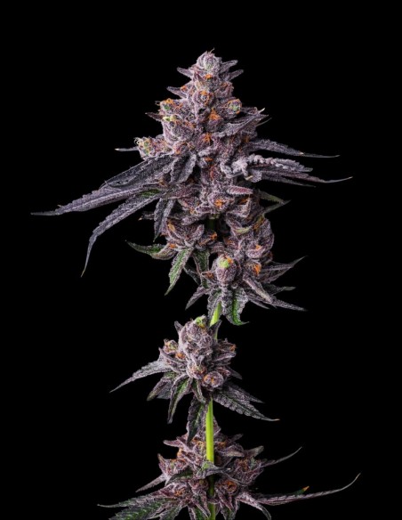 Zillions Strain (Barney's Farm) 🍬 Bonbon-Geschmack, 32% THC