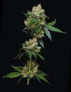 Donny Burger (Mavericks Genetics) 🍔 Saveur intense