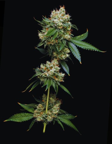 Donny Burger (Mavericks Genetics) 🍔 Saveur intense