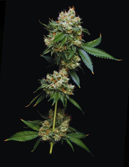 Donny Burger (Mavericks Genetics) 🍔 Saveur intense