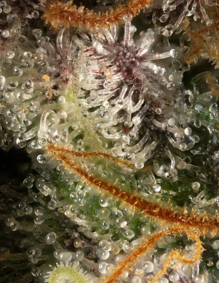 Kiwi x Papaya (Mavericks Genetics) 🥝 Fruité Agrumes