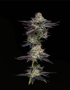 Candy Fumez (Mavericks Genetics) 🍬 Hybride axé sur saveur