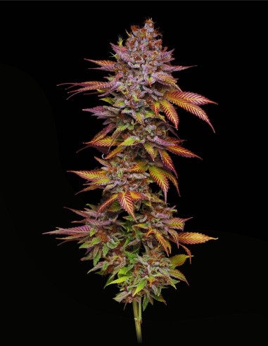 Poison Runtz (Mavericks Genetics)🔥Une Puissance Sucrée