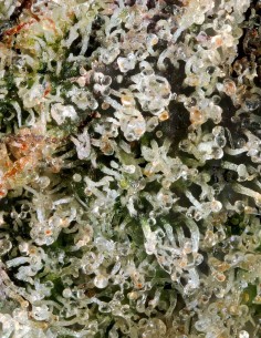 Poison Runtz (Mavericks Genetics)🔥Une Puissance Sucrée 2