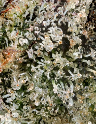 Poison Runtz (Mavericks Genetics)🔥Une Puissance Sucrée