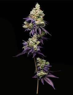 Jasmine Panna Cotta (Mavericks Genetics) 🌼 Douce