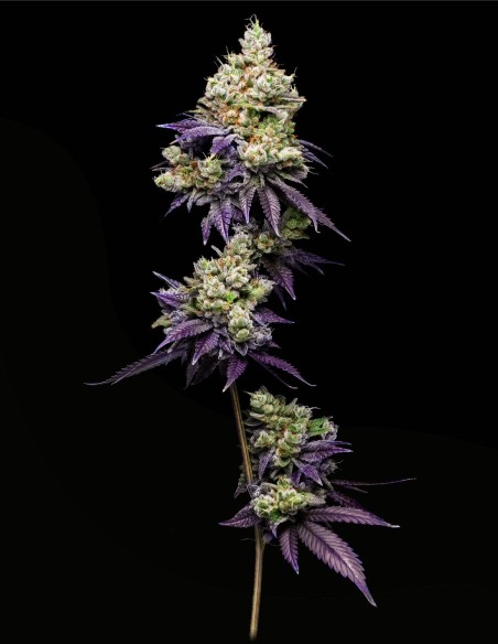 Jasmine Panna Cotta (Mavericks Genetics) 🌼 Douce
