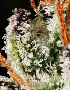 Jasmine Panna Cotta (Mavericks Genetics) 🌼 Douce 2