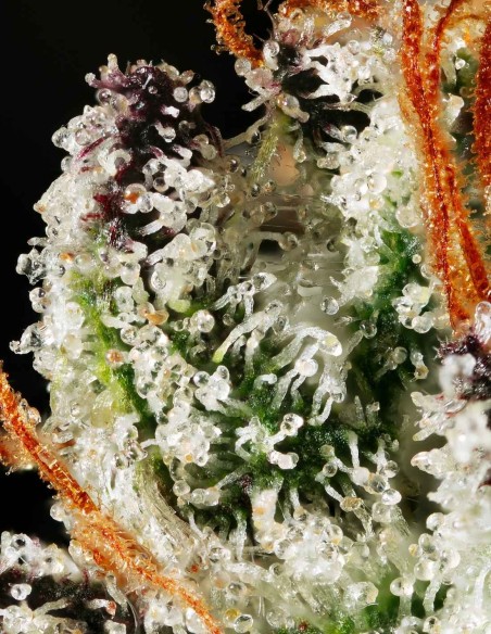 Jasmine Panna Cotta (Mavericks Genetics) 🌼 Douce