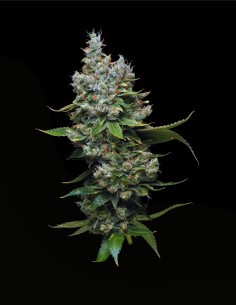 Funfetti Poundcake (Mavericks Genetics) 🎂 Têtes Colorées