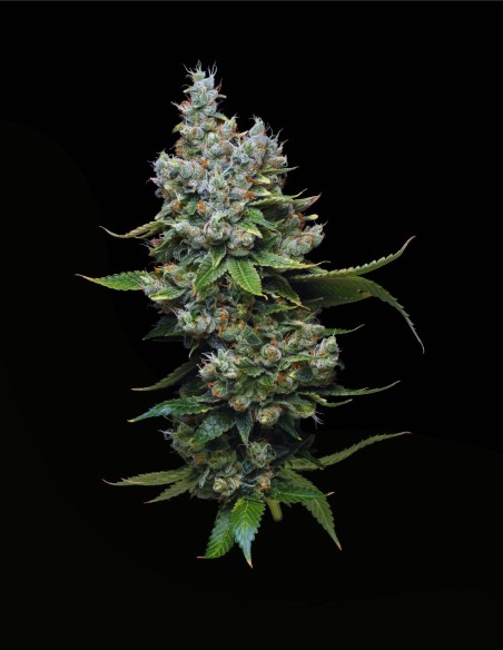 Funfetti Poundcake (Mavericks Genetics) 🎂 Têtes Colorées
