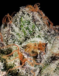 Funfetti Poundcake (Mavericks Genetics) 🎂 Têtes Colorées 2