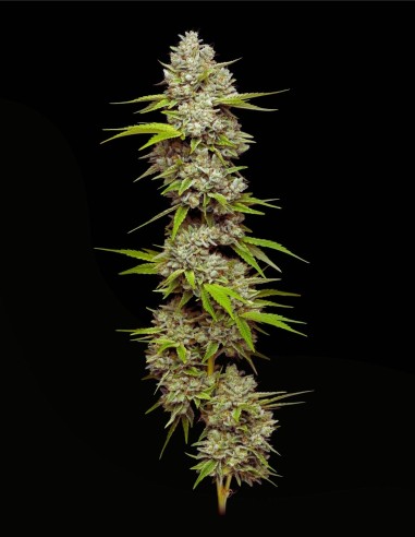 Lemon Blueberry (Mavericks Genetics) 🍋 Puissance citronnée