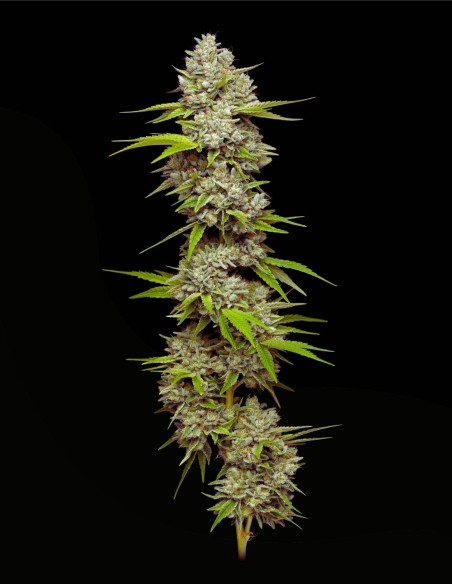 Lemon Blueberry (Mavericks Genetics) 🍋 Puissance citronnée